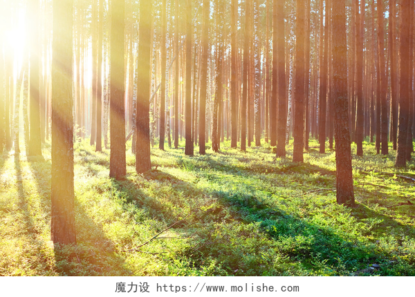 清晨一缕阳光穿过森林松树林的日出